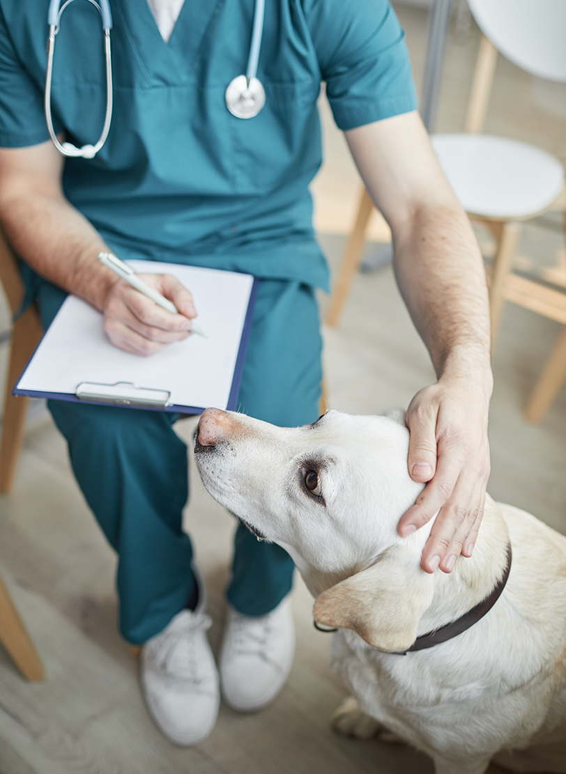 Vet in teal scrubs with a stethoscope writing on a clipboard, one hand resting on a yellow Labrador
